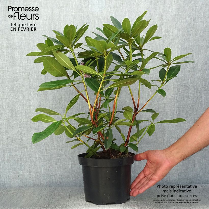 Rhododendron Albert Schweitzer 4L/5L pot sample as delivered in autumn