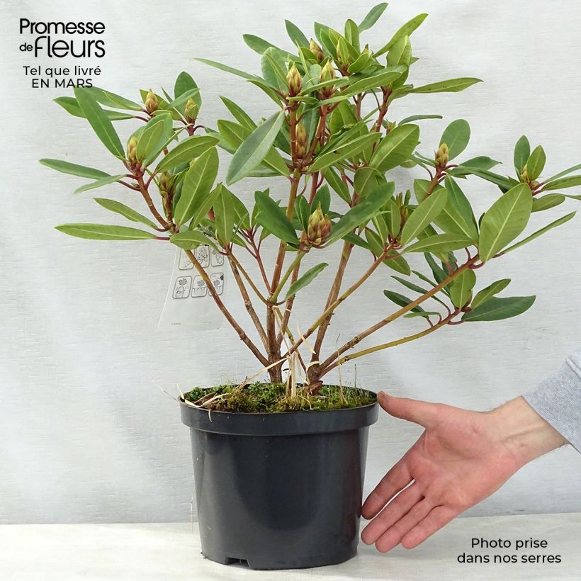 Rhododendron x yakushimanum Bernstein 4L/5L pot sample as delivered in spring