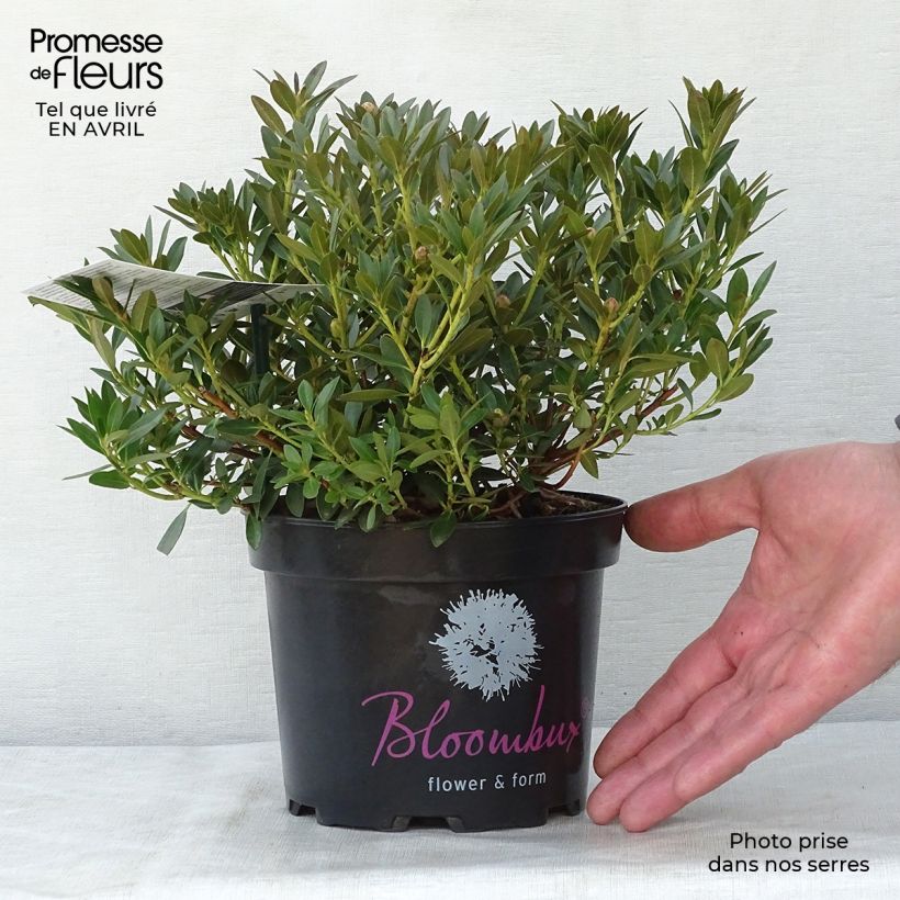 Rhododendron INKARHO Bloombux 2L/3L pot sample as delivered in spring