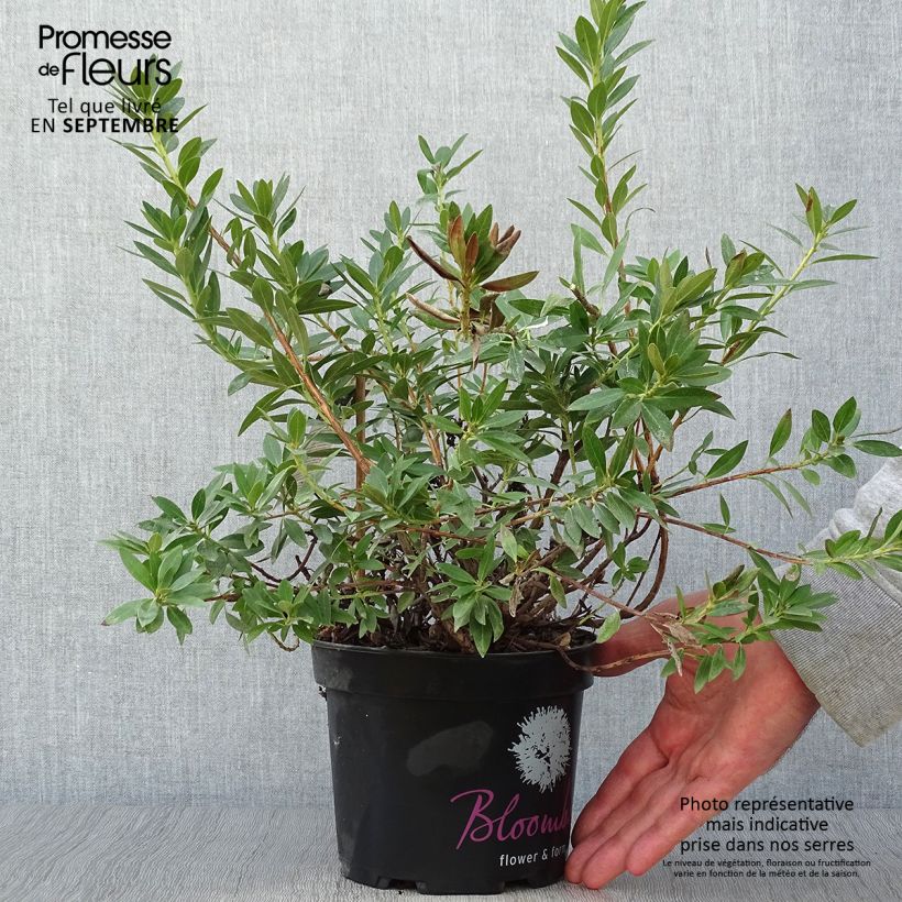 Rhododendron INKARHO Bloombux 2L/3L pot sample as delivered in autumn