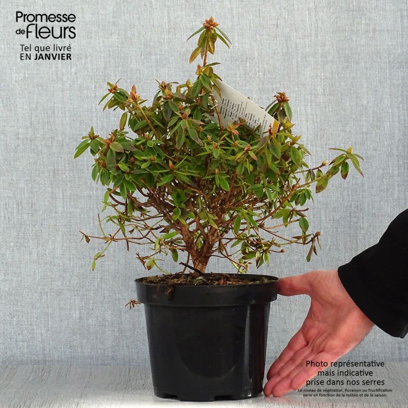 Rhododendron x impeditum Blue Tit 2L/3L pot sample as delivered in winter