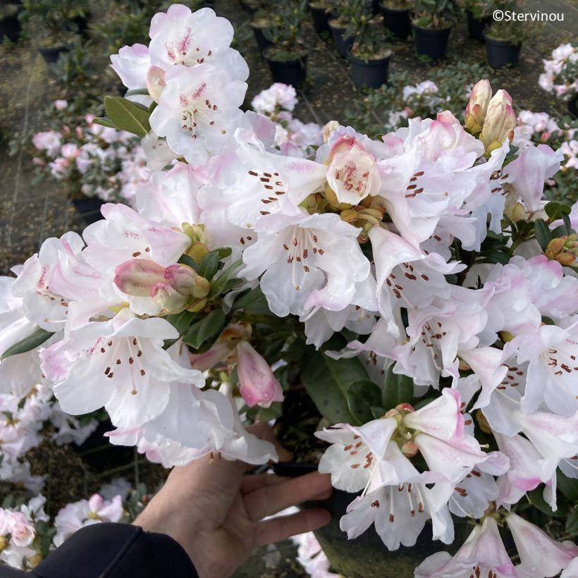 Rhododendron Cilpinense (Flowering)