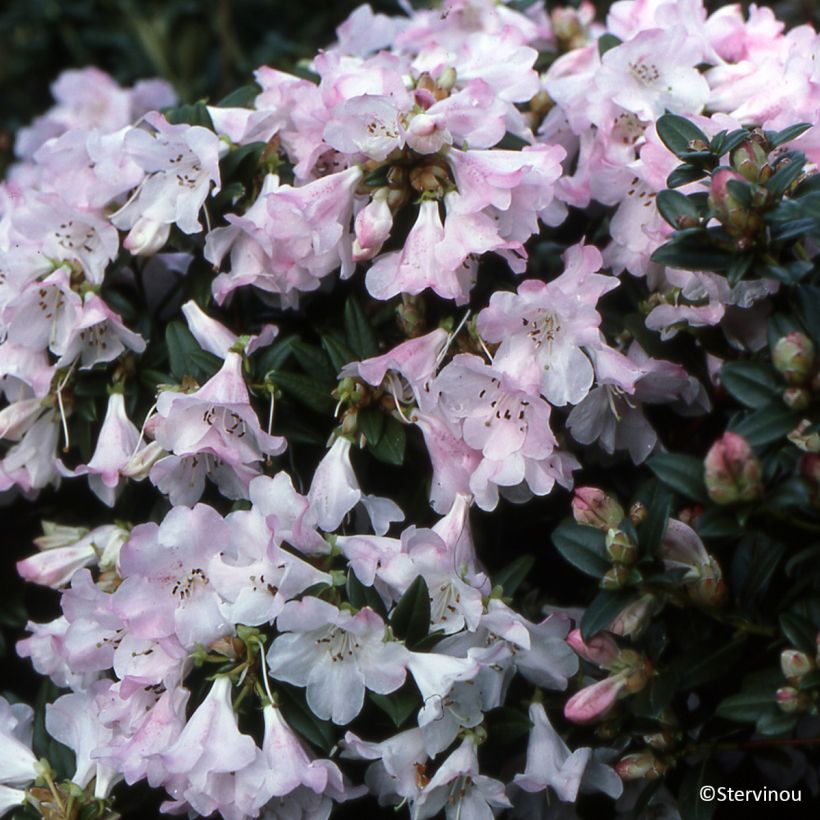 Rhododendron Cilpinense (Plant habit)