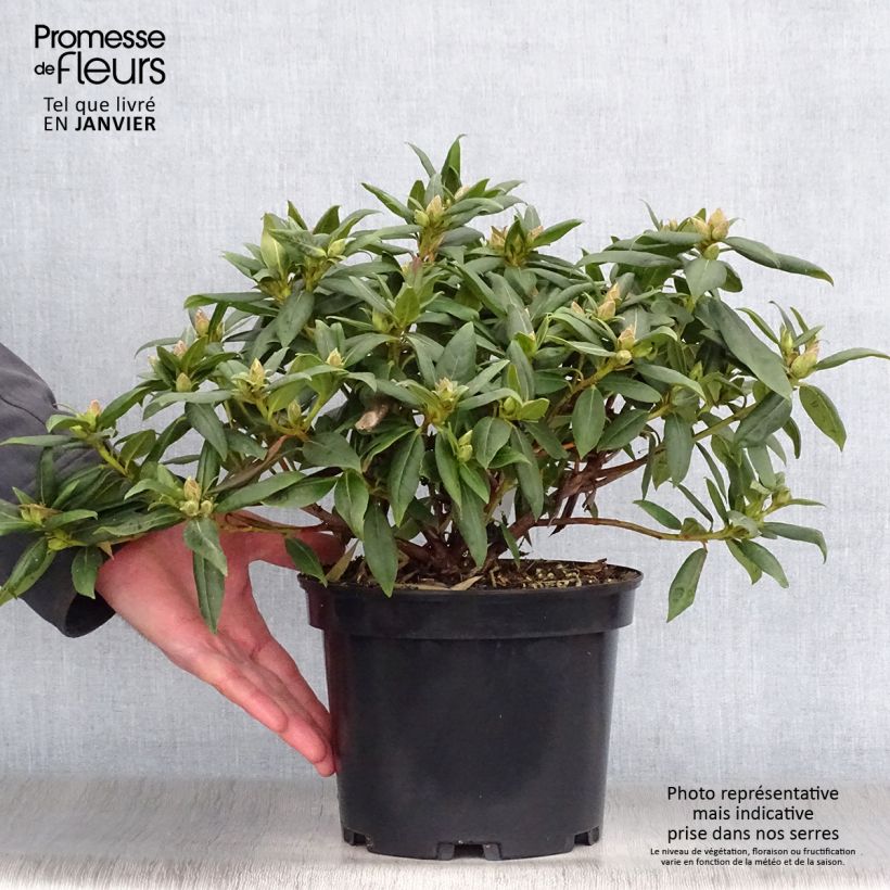 Rhododendron Dora Amateis 3L/4L pot sample as delivered in winter
