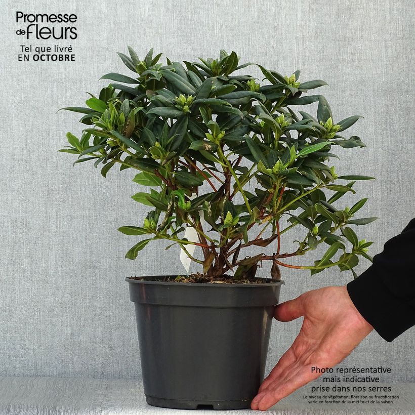 Rhododendron Dora Amateis 3L/4L pot sample as delivered in autumn