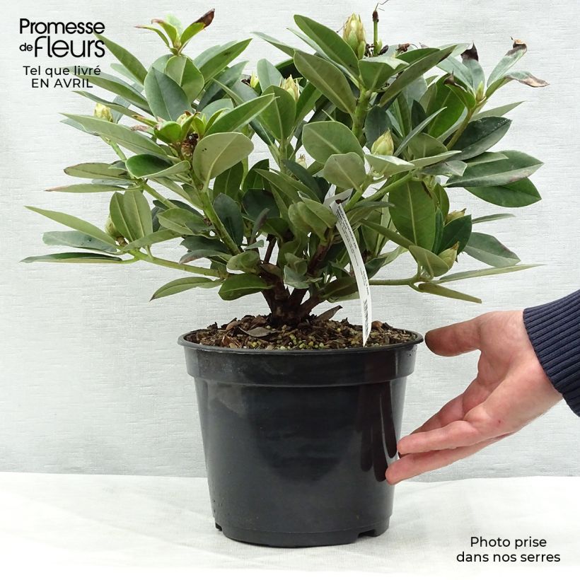 Rhododendron yakushimanum Dream Land 3L/4L pot sample as delivered in spring