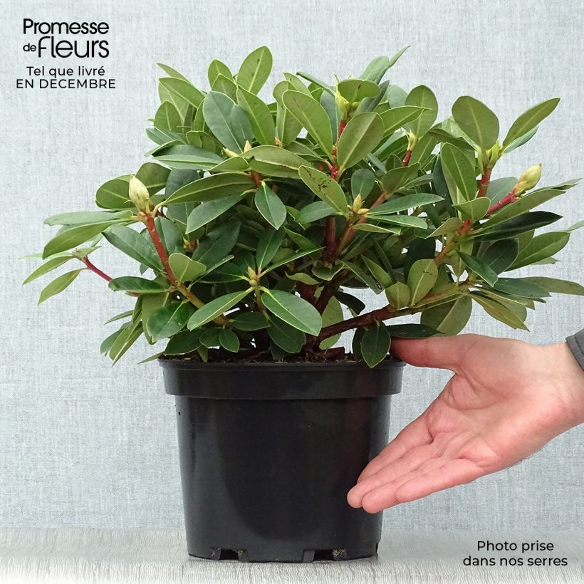 Rhododendron yakushimanum Dream Land 3L/4L pot sample as delivered in winter
