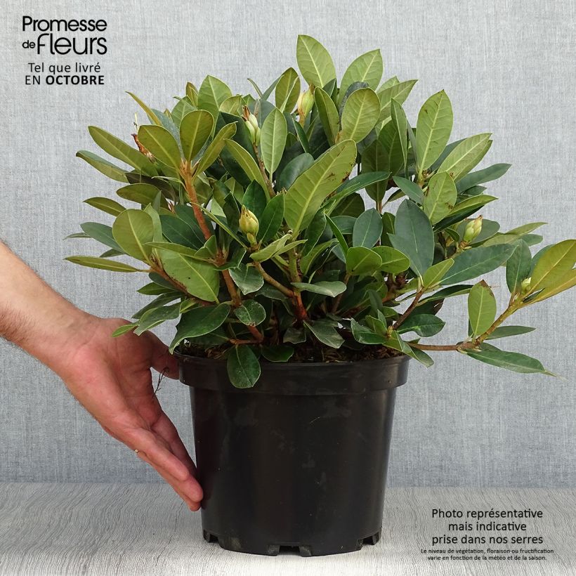 Rhododendron yakushimanum Dream Land 3L/4L pot sample as delivered in autumn