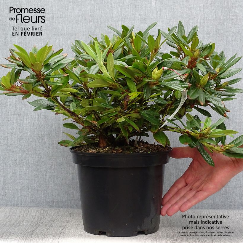 Rhododendron Elizabeth 4L/5L pot sample as delivered in autumn