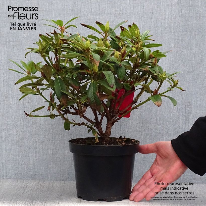 Rhododendron Elizabeth Red Foliage 2L/3L pot sample as delivered in winter