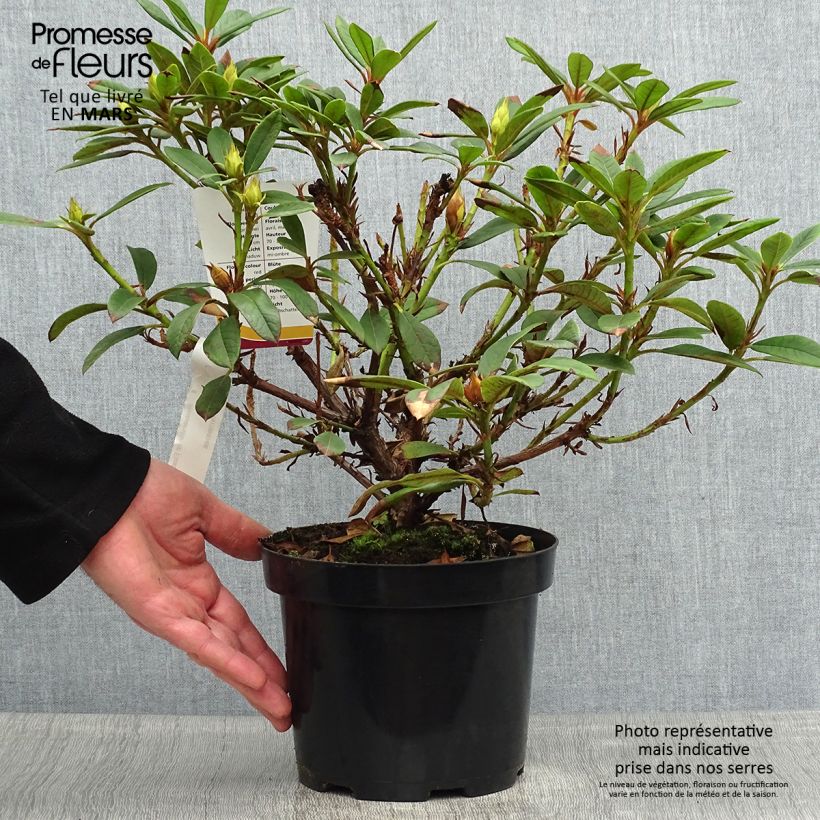 Rhododendron Elizabeth Red Foliage 2L/3L pot sample as delivered in spring