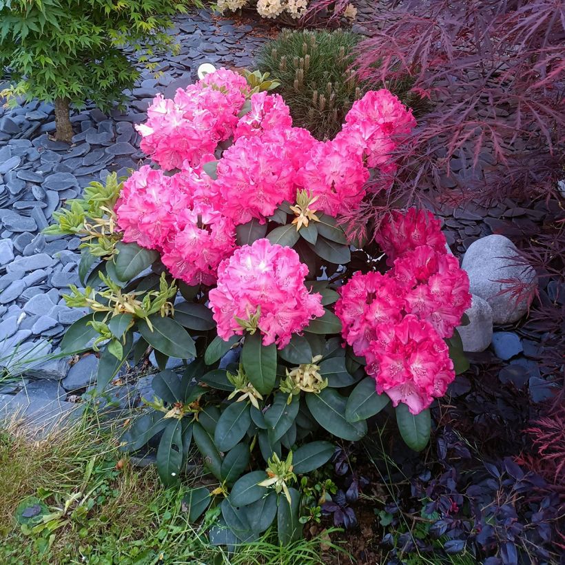 Rhododendron Germania (Plant habit)