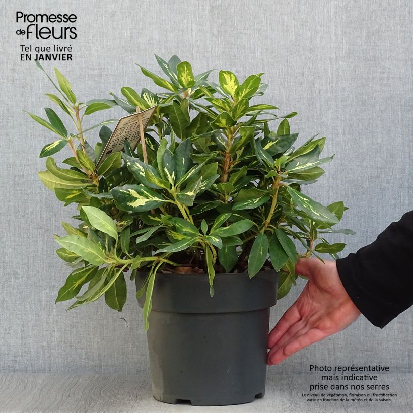 Rhododendron Goldflimmer 3L/4L pot sample as delivered in winter