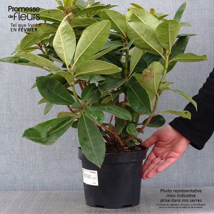 Rhododendron Gomer Waterer 3L/4L pot sample as delivered in winter