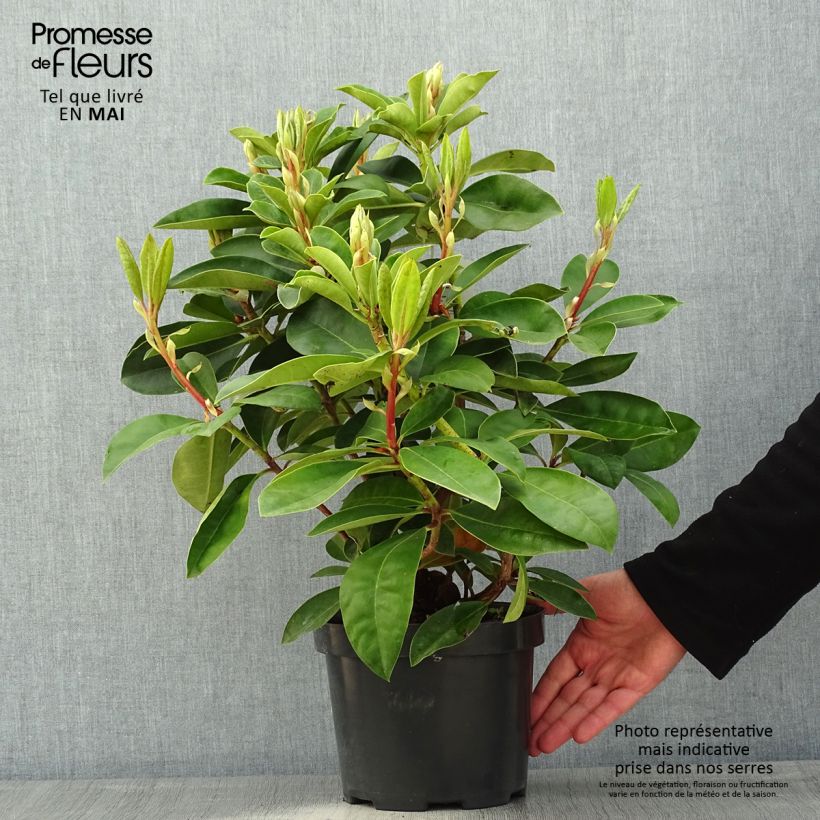 Rhododendron Gomer Waterer 3L/4L pot sample as delivered in spring