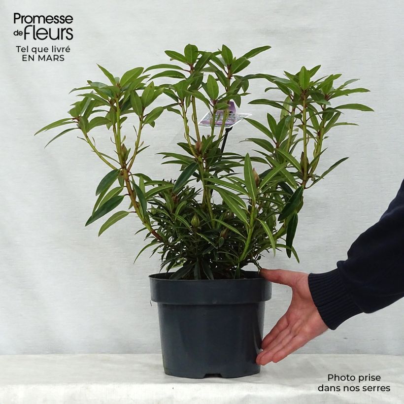 Rhododendron Graziella 3L/4L pot sample as delivered in spring