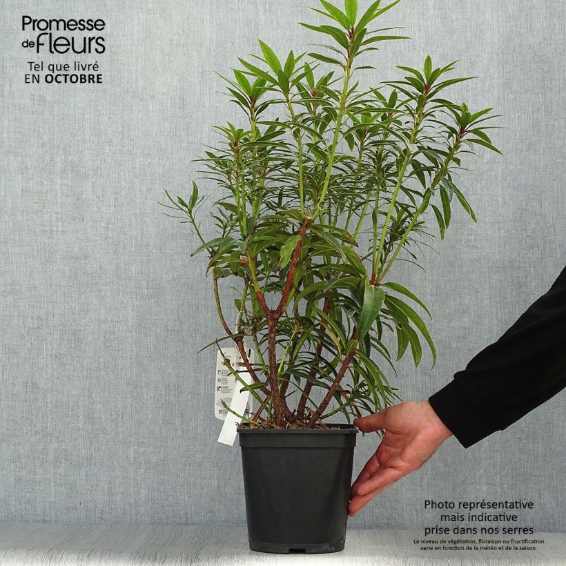 Rhododendron Graziella 3L/4L pot sample as delivered in autumn