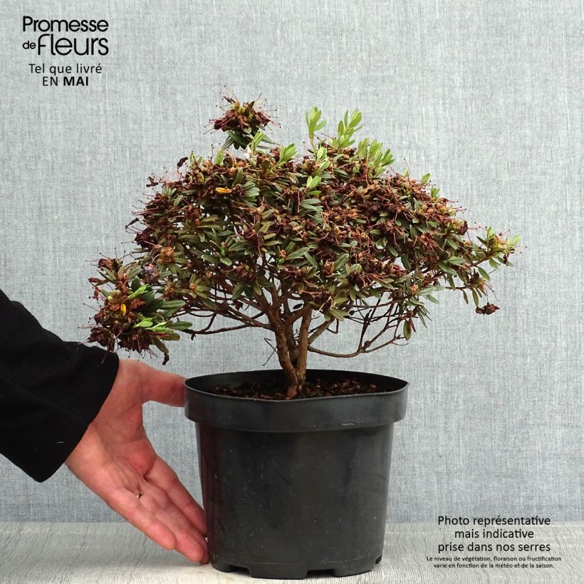 Rhododendron x impeditum Gristede 2L/3L pot sample as delivered in spring