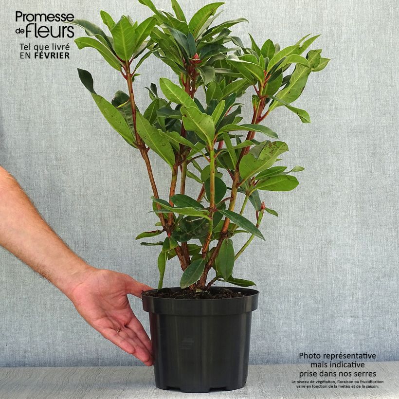 Rhododendron Halfdan Lem 4L/5L pot sample as delivered in autumn