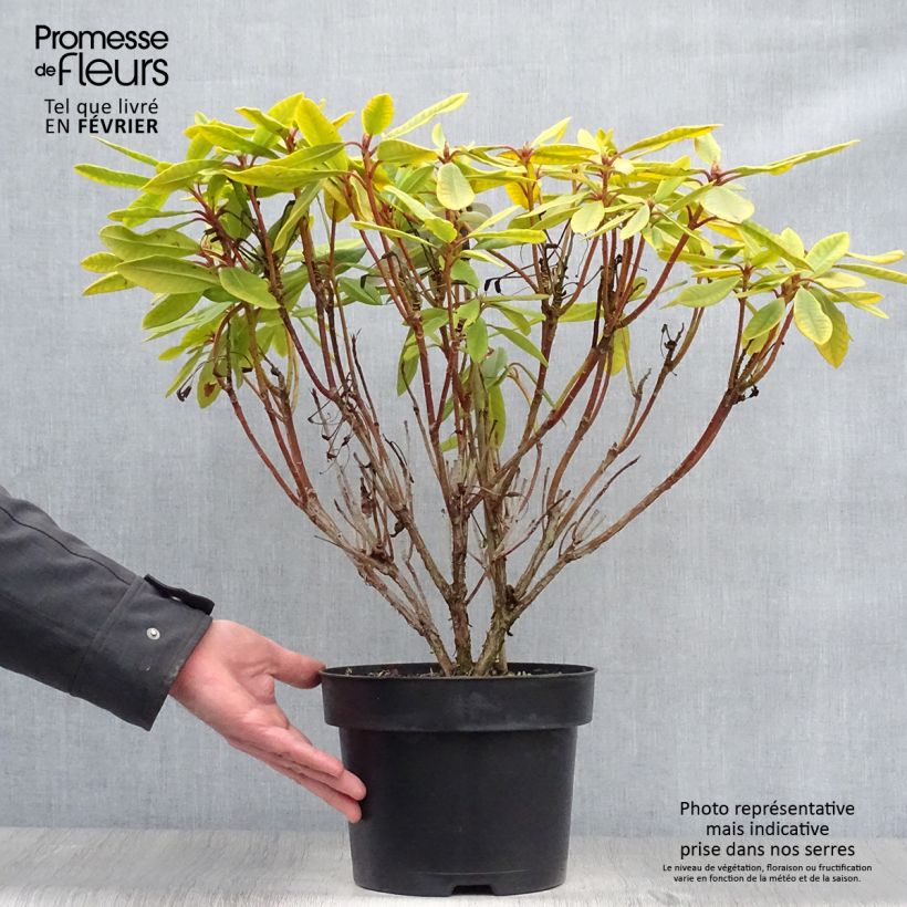 Rhododendron INKARHO Bernstein 4L/5L pot sample as delivered in winter