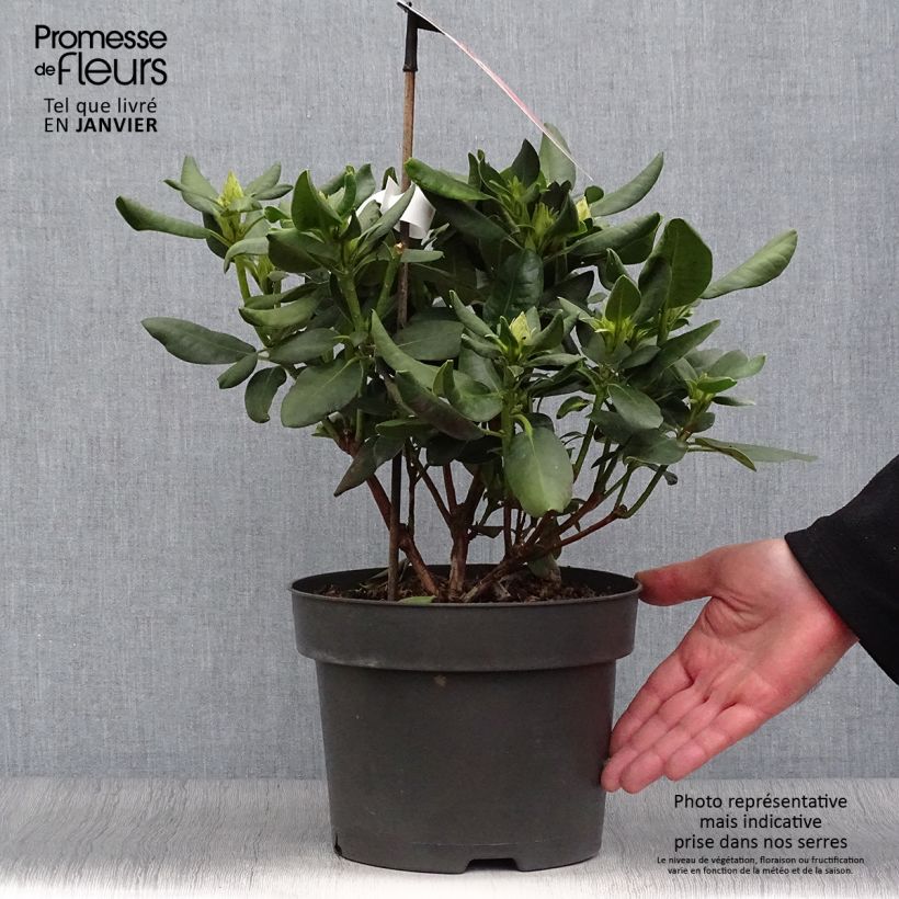 Rhododendron INKARHO Brasilia 4L/5L pot sample as delivered in winter
