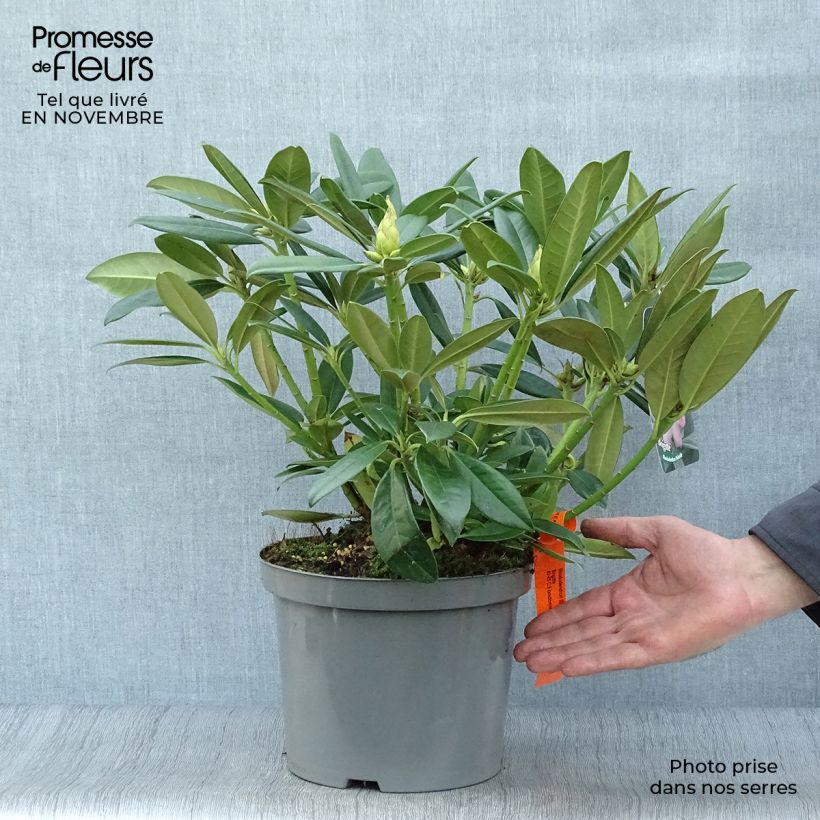 Rhododendron INKARHO Brigitte 4L/5L pot sample as delivered in autumn