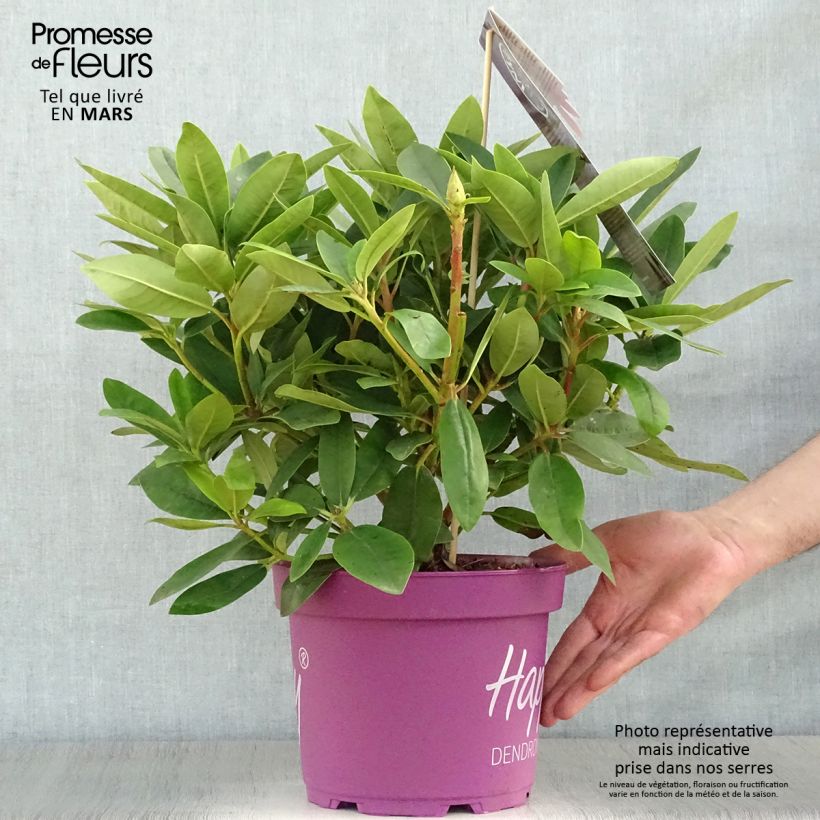 Rhododendron INKARHO Happydendron Pushy Purple 4L/5L pot sample as delivered in spring