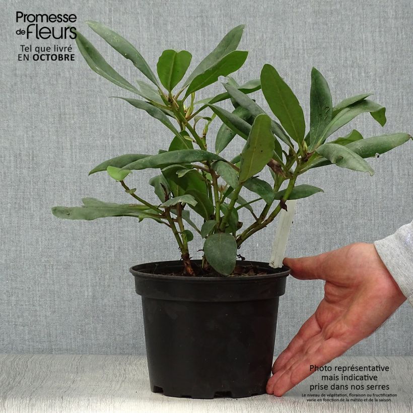 Rhododendron INKARHO Marcel Ménard 4L/5L pot sample as delivered in autumn