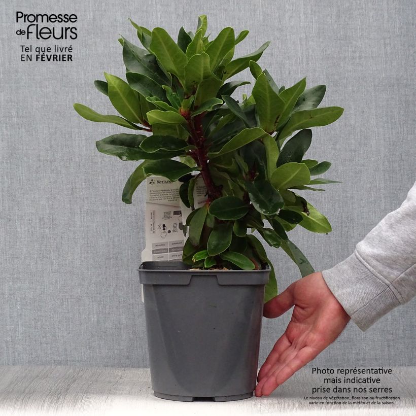 Rhododendron Lems Monarch 4L/5L pot sample as delivered in autumn