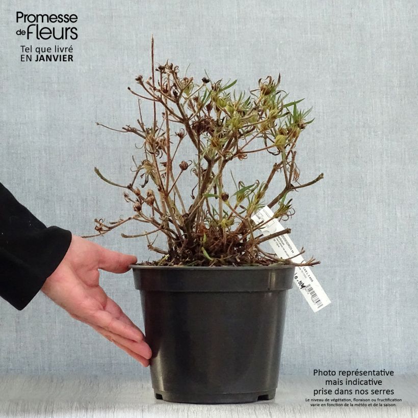 Rhododendron Linearifolium - Dwarf Rhododendron 4L/5L pot sample as delivered in winter