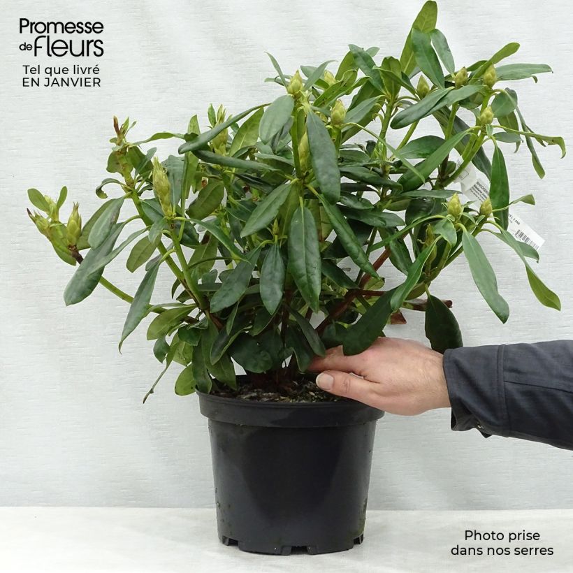 Rhododendron Madame Masson 4L/5L pot sample as delivered in winter