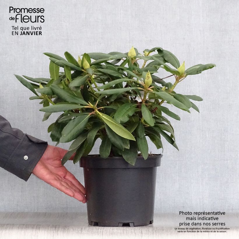 Rhododendron Monsieur Marcel Ménard 3L/4L pot sample as delivered in winter