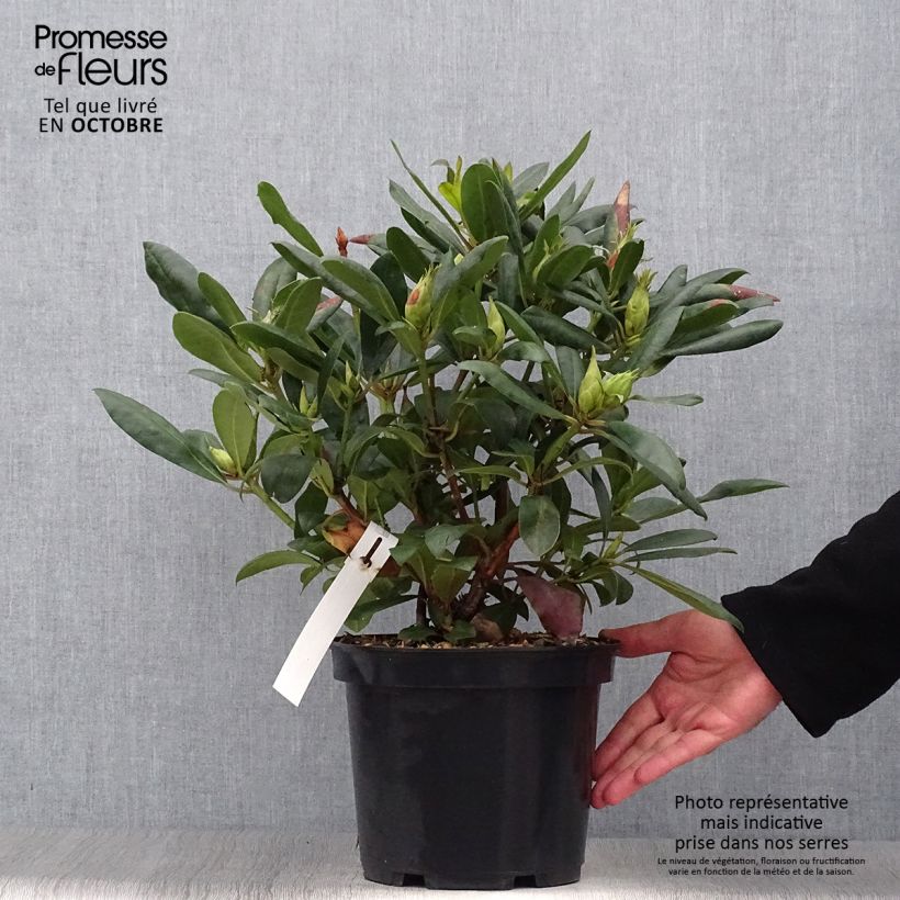 Rhododendron Monsieur Marcel Ménard 3L/4L pot sample as delivered in autumn