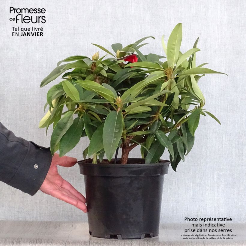 Rhododendron Marie Forte 4L/5L pot sample as delivered in winter