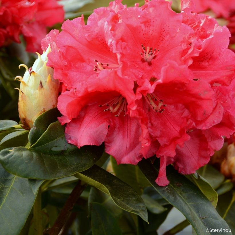 Rhododendron Markeeta's Prize (Flowering)