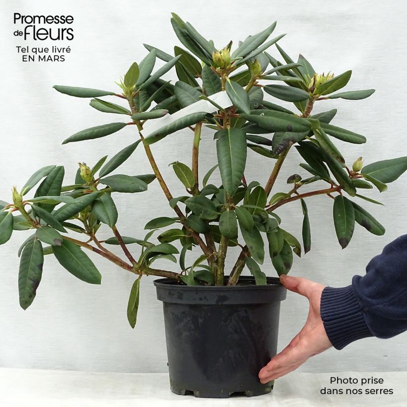 Rhododendron Melville 3L/4L pot sample as delivered in spring