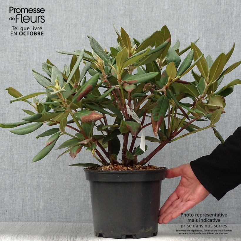 Rhododendron Melville 3L/4L pot sample as delivered in autumn