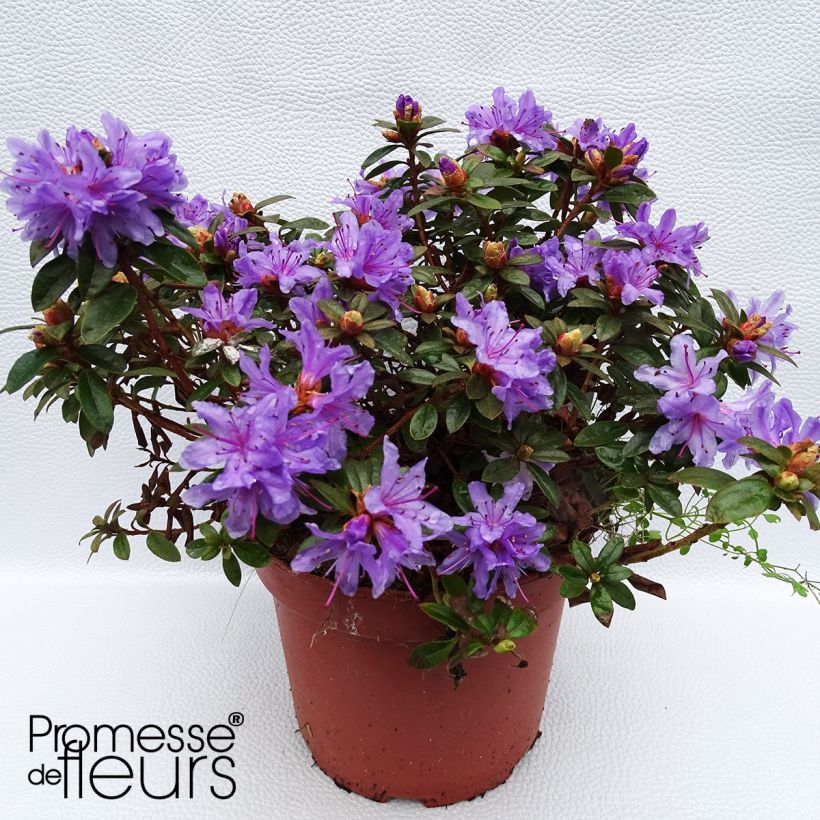 Rhododendron impeditum Moerheim (Plant habit)