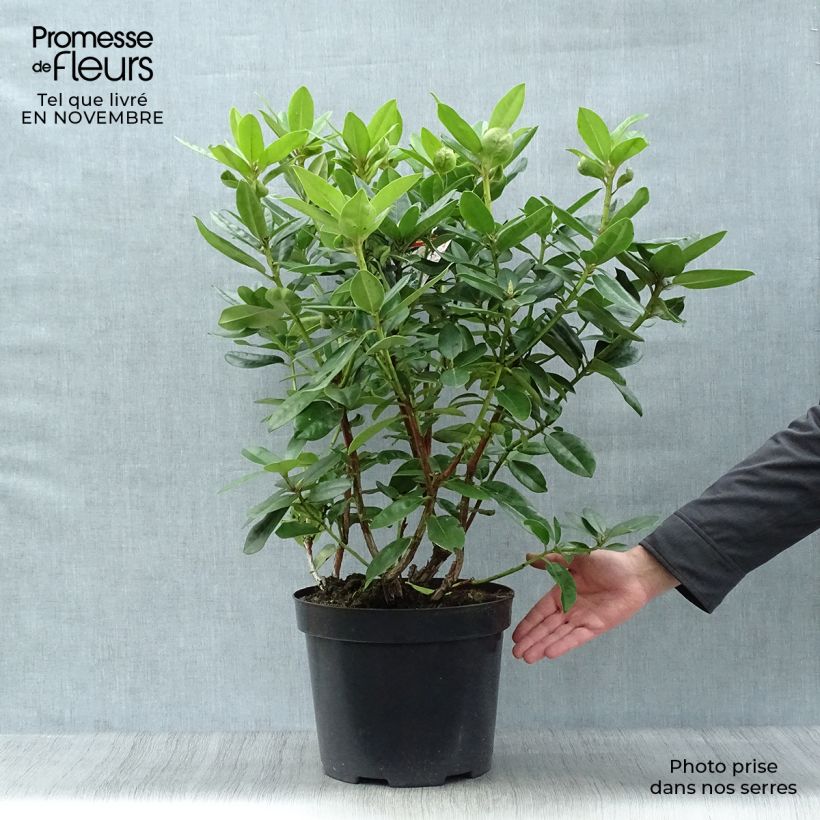 Rhododendron Mrs T.H. Lowinsky 7.5L/10L pot sample as delivered in autumn