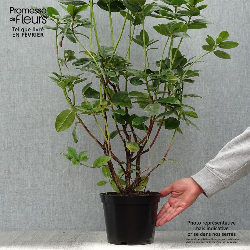 Rhododendron Mrs T.H. Lowinsky 4L/5L pot sample as delivered in autumn