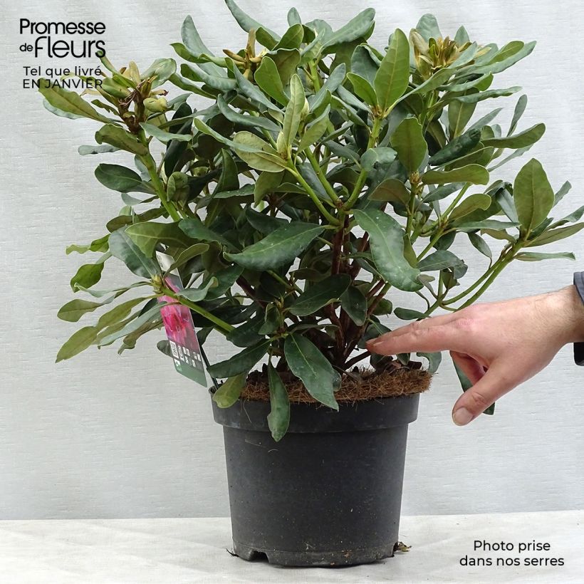 Rhododendron Nova Zembla 4L/5L pot sample as delivered in winter