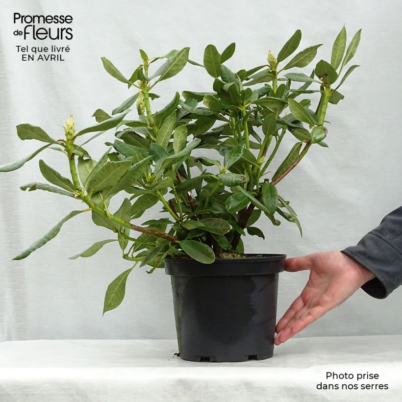 Rhododendron Nova Zembla 4L/5L pot sample as delivered in spring