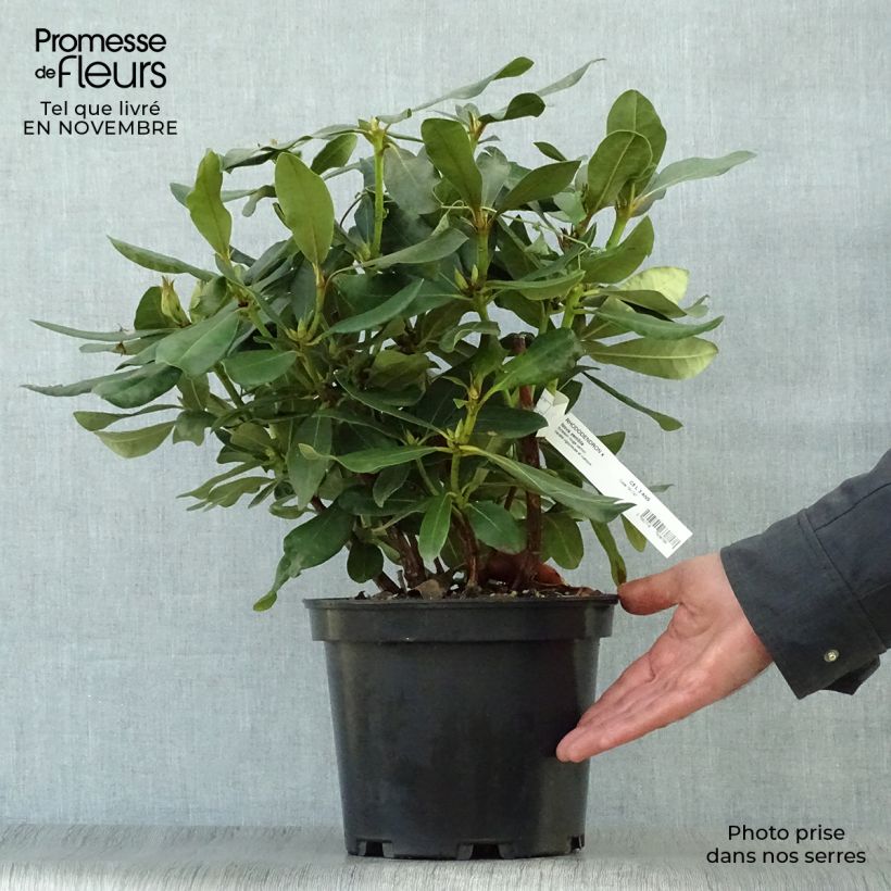 Rhododendron Nova Zembla 4L/5L pot sample as delivered in autumn