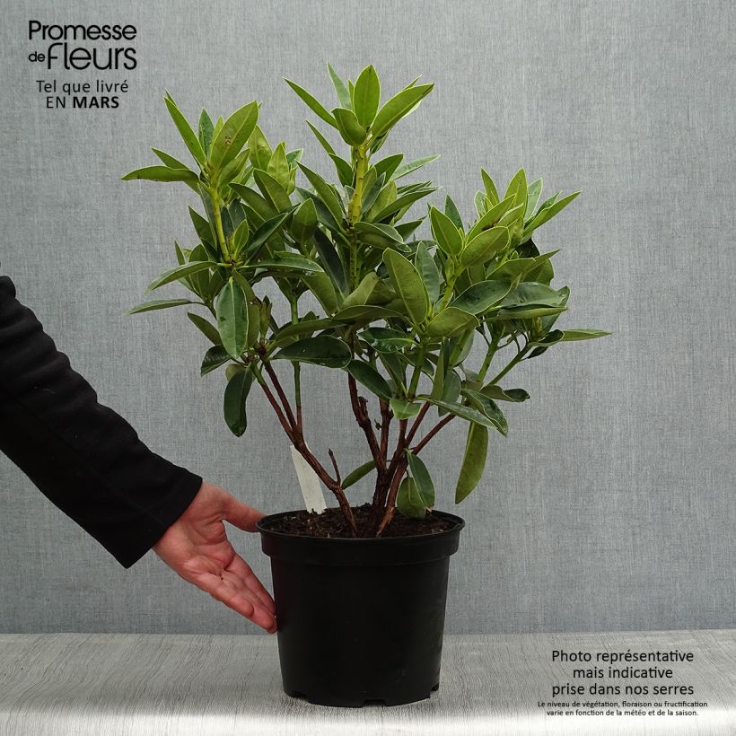 Rhododendron Olga 4L/5L pot sample as delivered in spring
