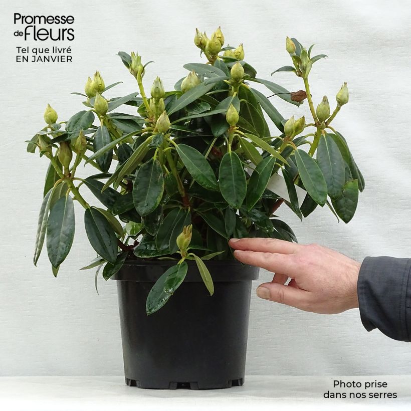 Rhododendron yakushimanum Percy Wiseman 3L/4L pot sample as delivered in winter