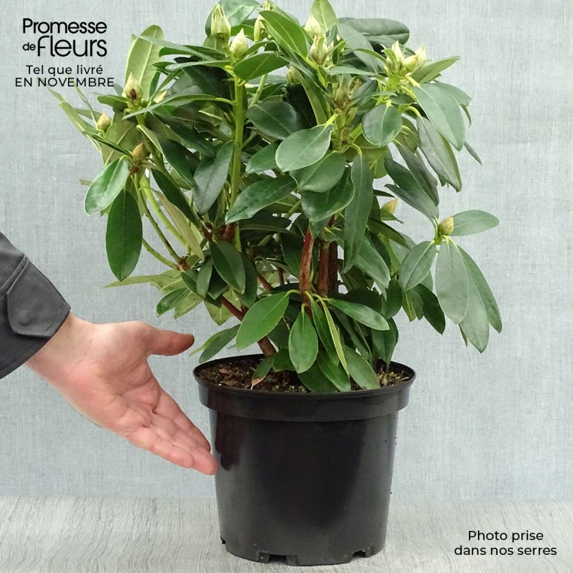 Rhododendron yakushimanum Percy Wiseman 3L/4L pot sample as delivered in autumn
