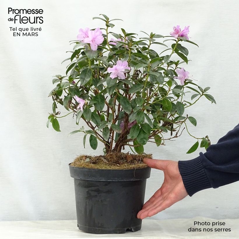 Rhododendron dauricum Praecox 2L/3L pot sample as delivered in spring