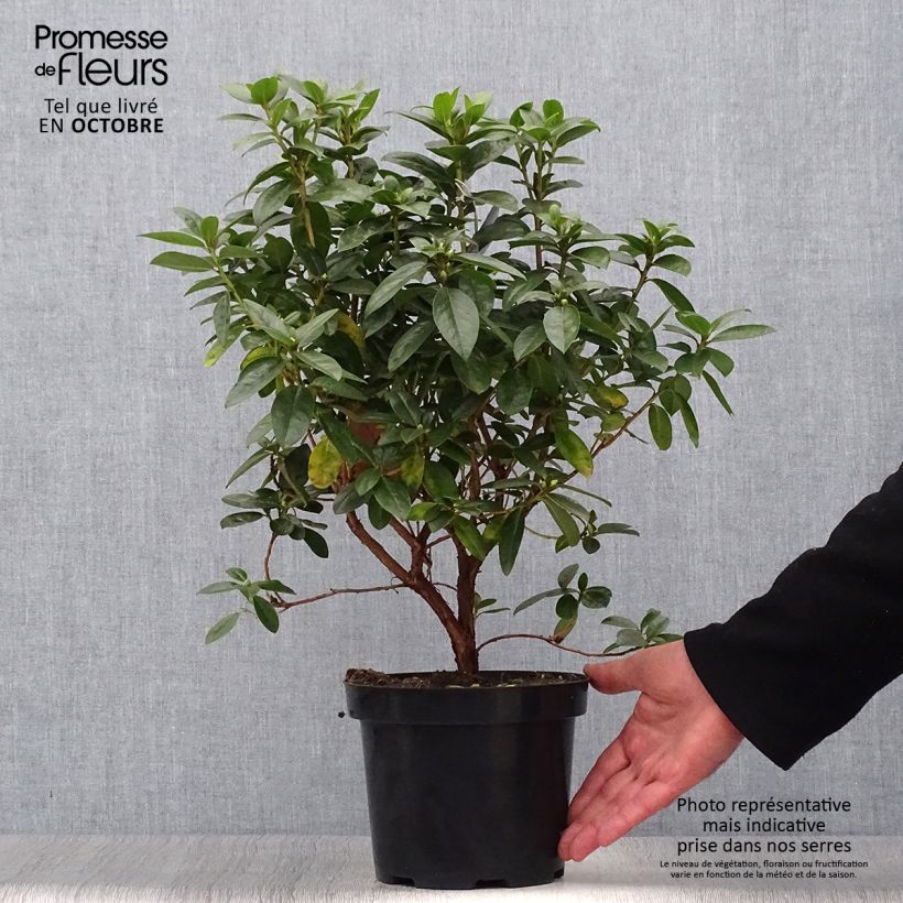 Rhododendron dauricum Praecox 2L/3L pot sample as delivered in autumn