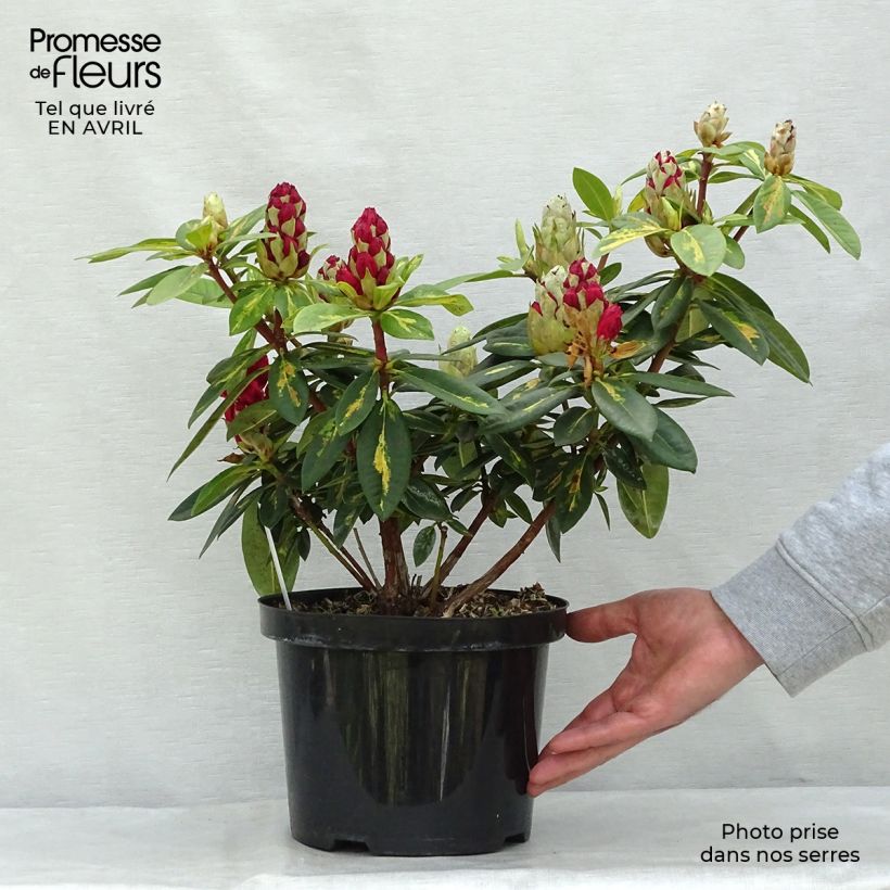 Rhododendron President Roosevelt 4L/5L pot sample as delivered in spring