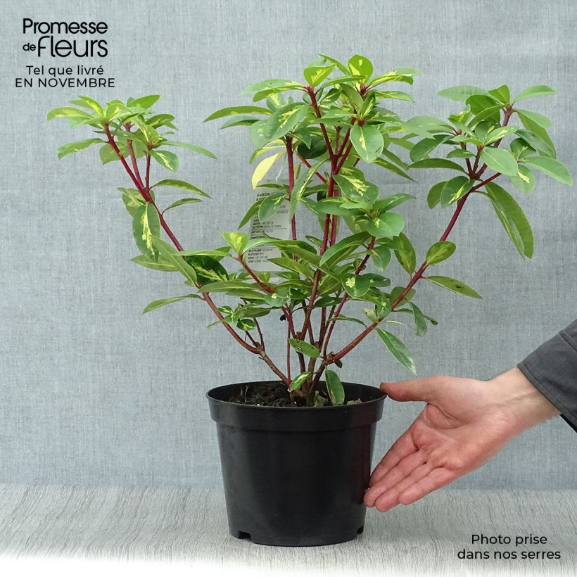 Rhododendron President Roosevelt 4L/5L pot sample as delivered in autumn